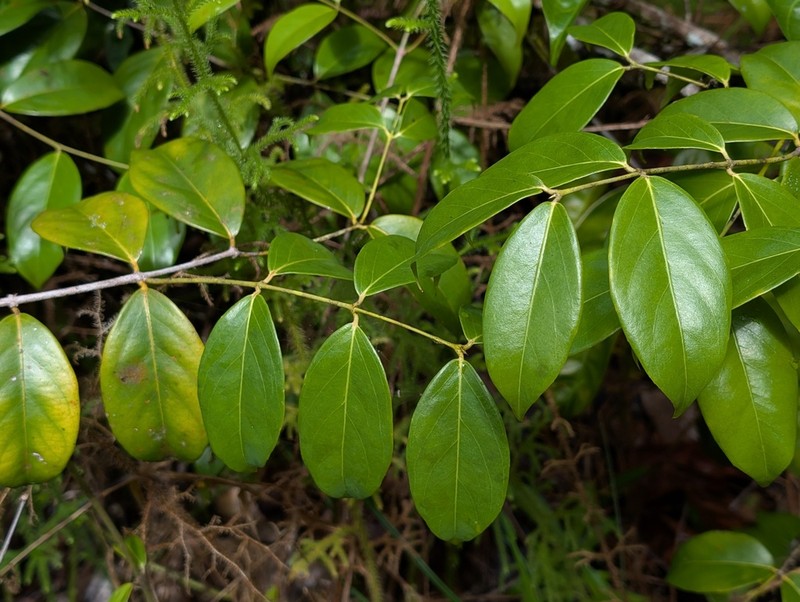 Glicophyllum stylopterum