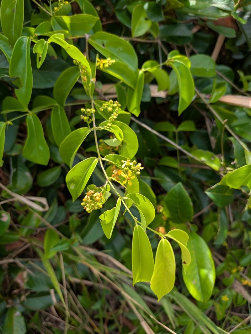 Glicophyllum stylopterum photo 2