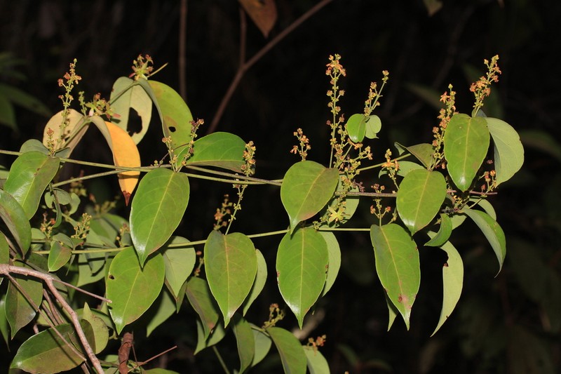 Glicophyllum stylopterum photo 3