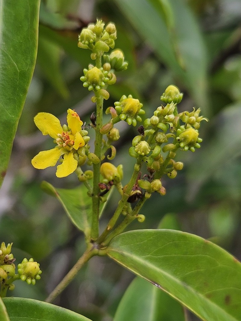 Glicophyllum stylopterum photo 4