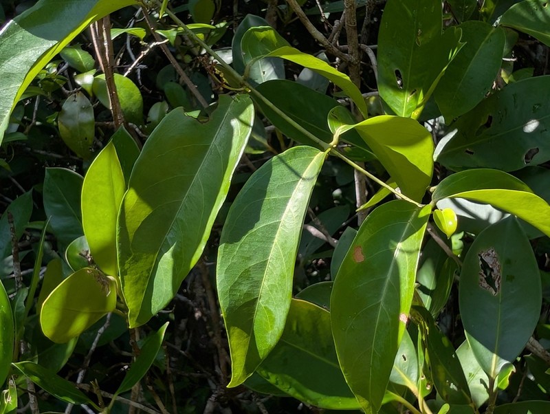 Glicophyllum stylopterum photo 5