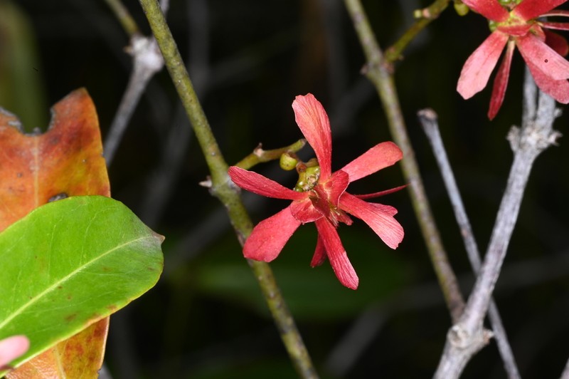Glicophyllum stylopterum photo 6