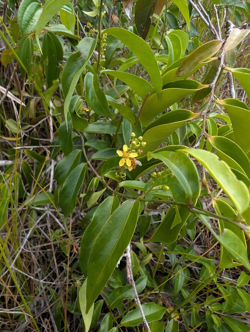 Glicophyllum stylopterum photo 7