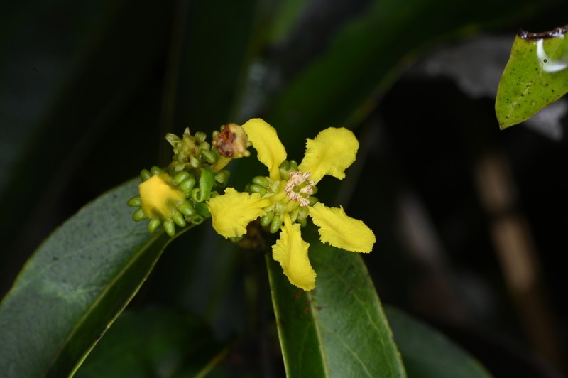 Glicophyllum stylopterum photo 8