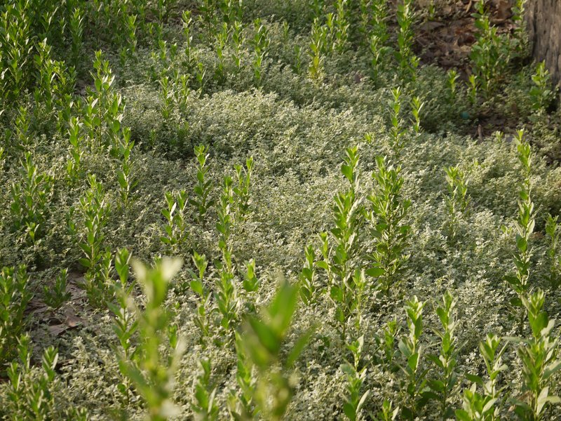 Lotus Sweetjuice photo 5
