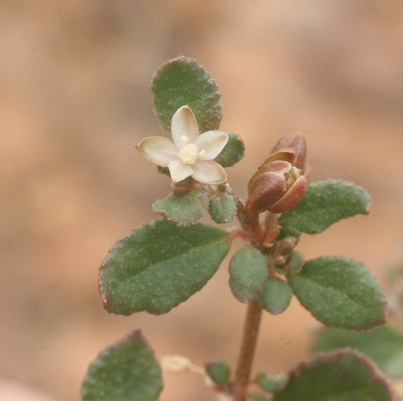 Glinus oppositifolius var. keenanii