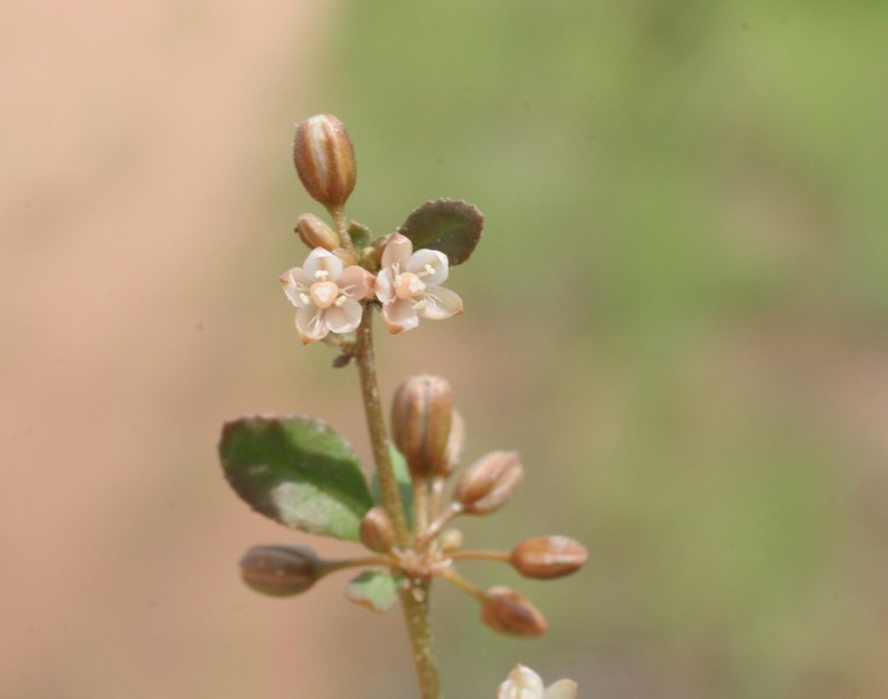 Glinus oppositifolius var. keenanii photo 2