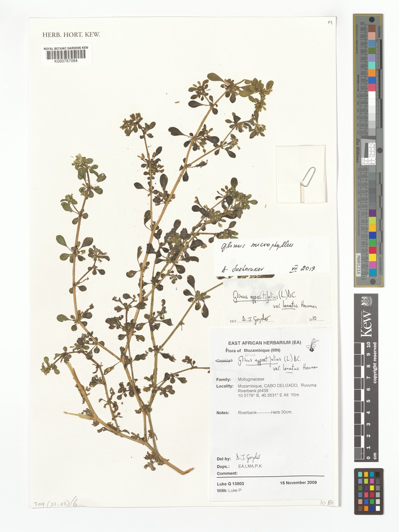 Glinus oppositifolius var. keenanii photo 3