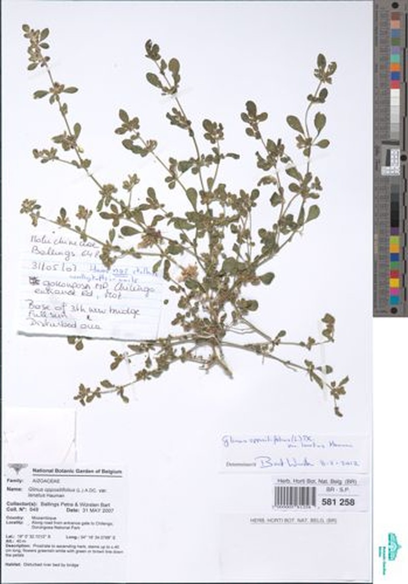 Glinus oppositifolius var. keenanii photo 4