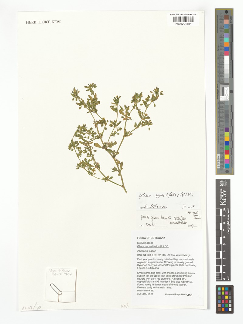 Glinus oppositifolius var. oppositifolius