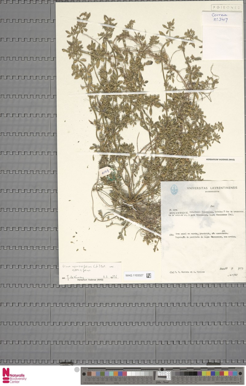 Glinus oppositifolius var. oppositifolius photo 2