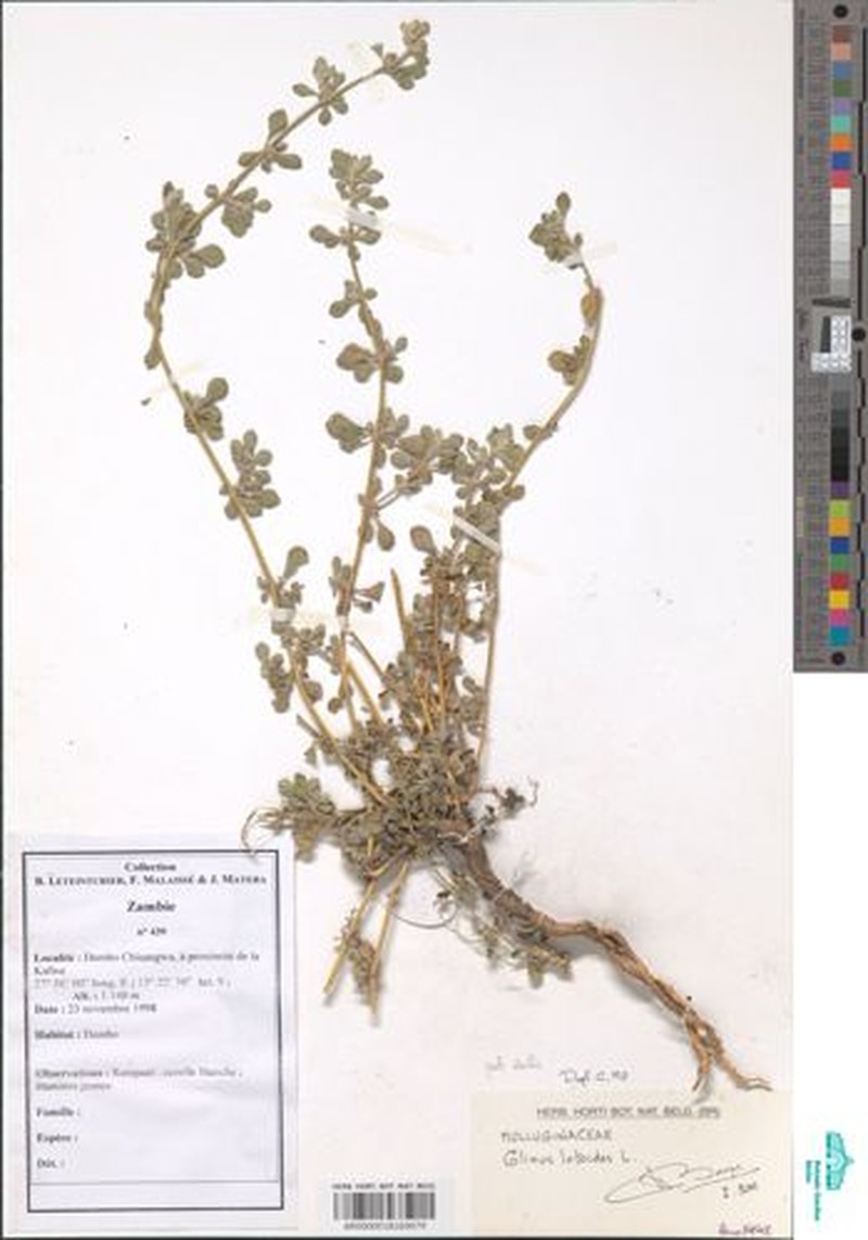 Glinus zambesiacus