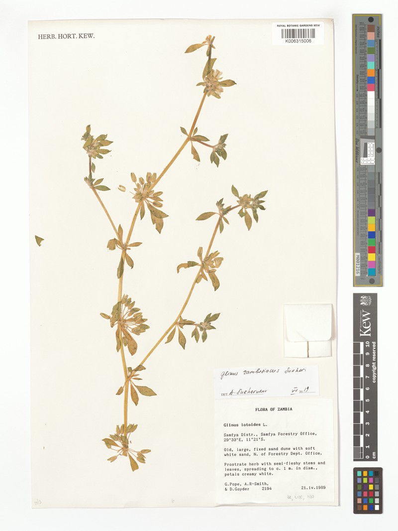 Glinus zambesiacus photo 3