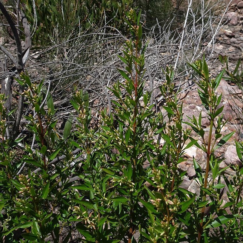 Glischrocaryon baeuerlenii