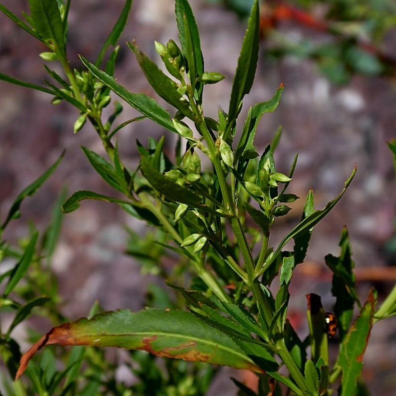Glischrocaryon baeuerlenii photo 2
