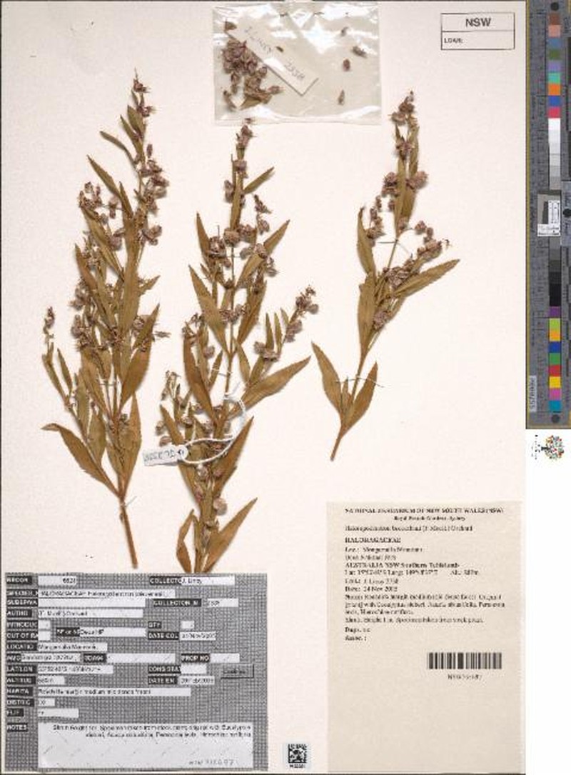 Glischrocaryon baeuerlenii photo 3