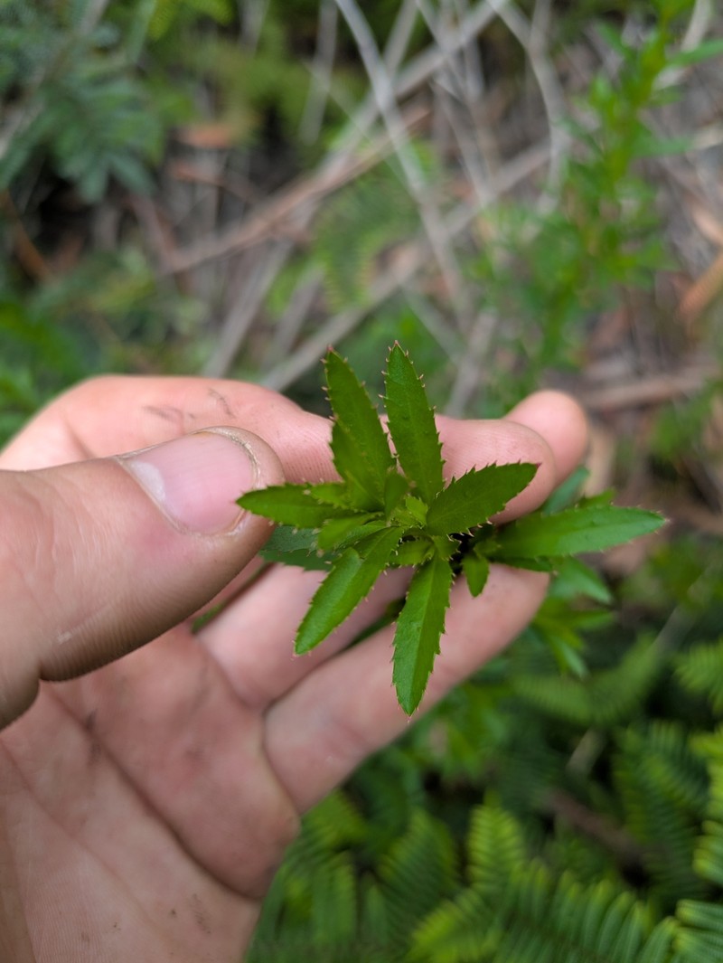 Glischrocaryon gibsonii