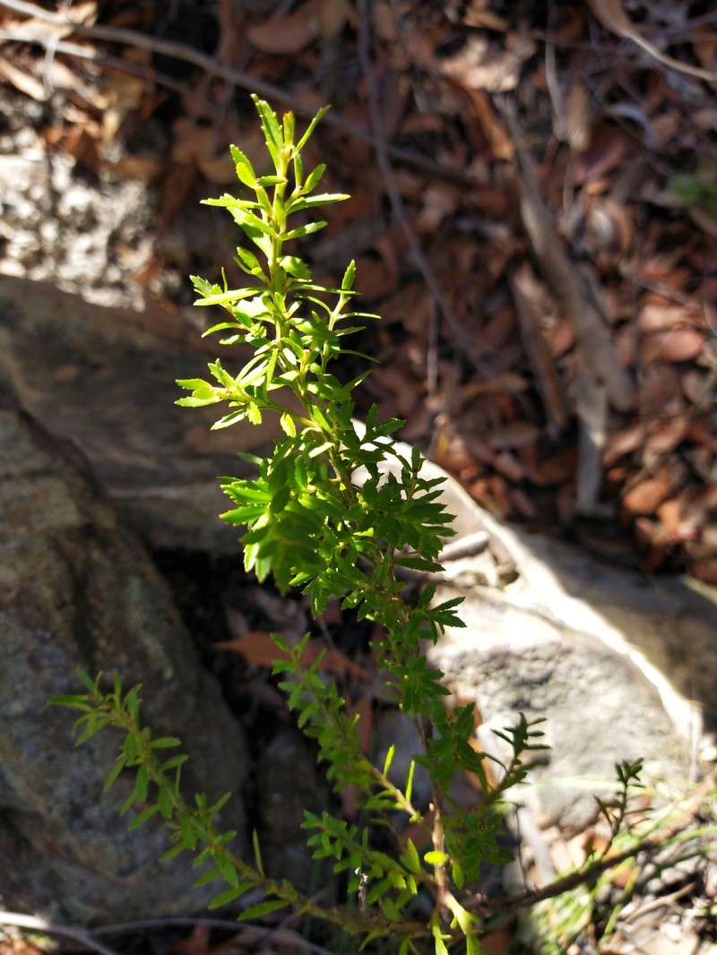 Glischrocaryon gibsonii photo 2