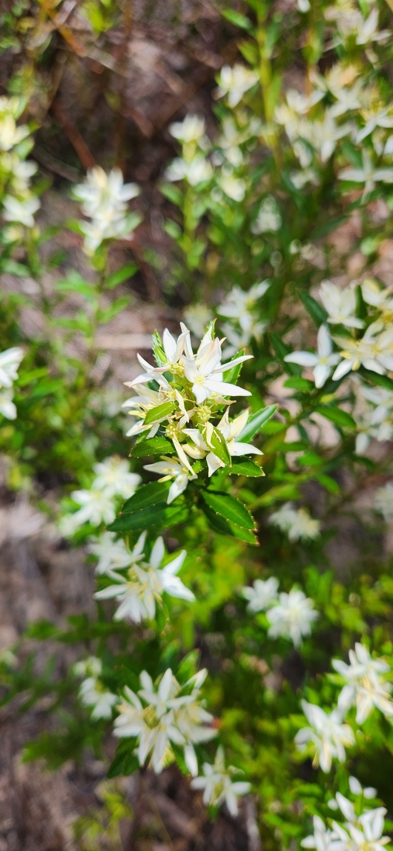 Glischrocaryon gibsonii photo 3