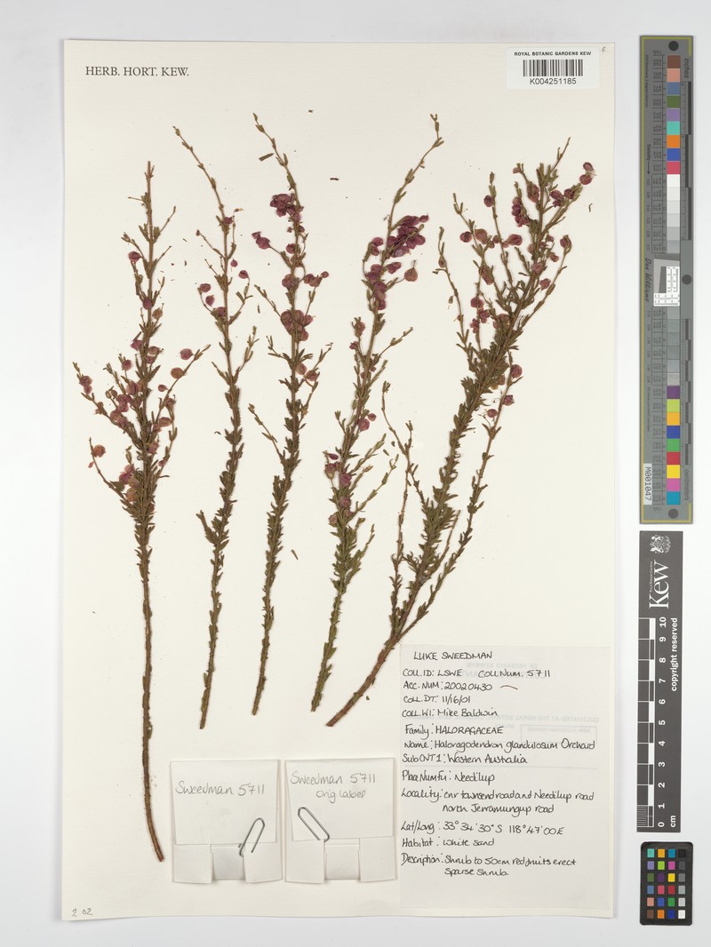 Glischrocaryon glandulosum photo 2