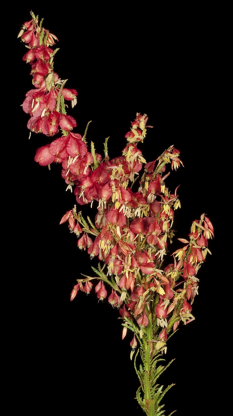Glischrocaryon glandulosum