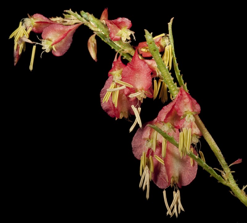 Glischrocaryon glandulosum photo 3