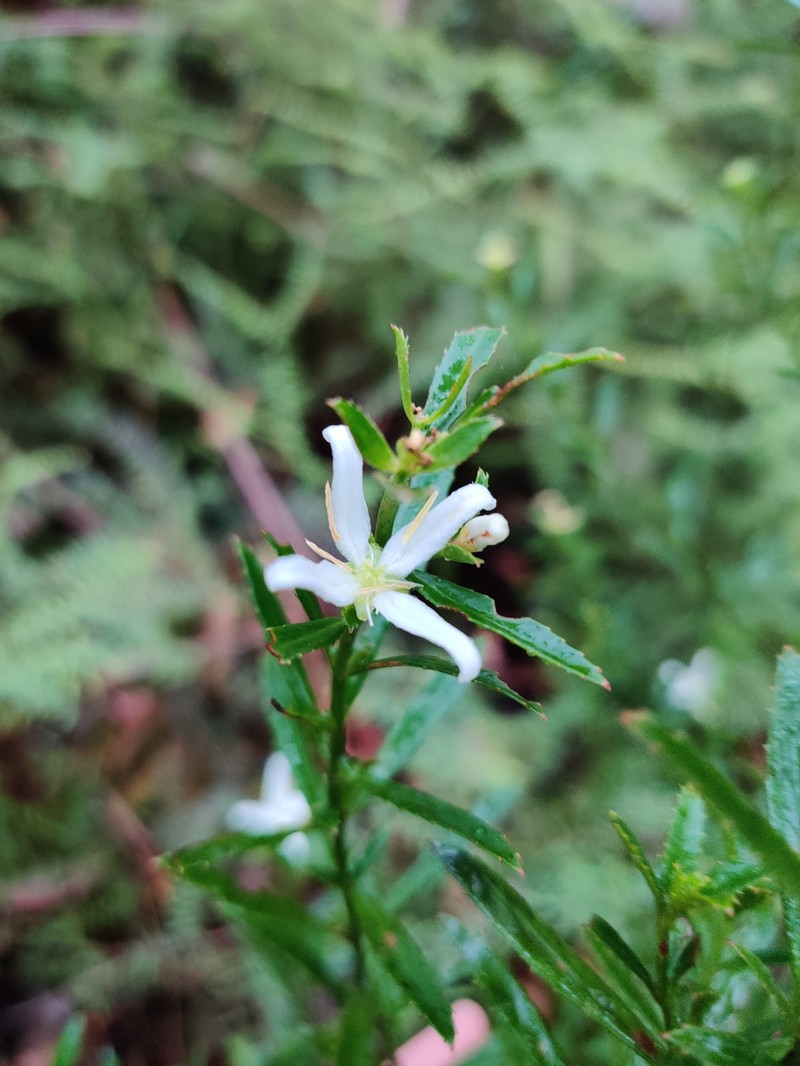 Glischrocaryon lucasii photo 2