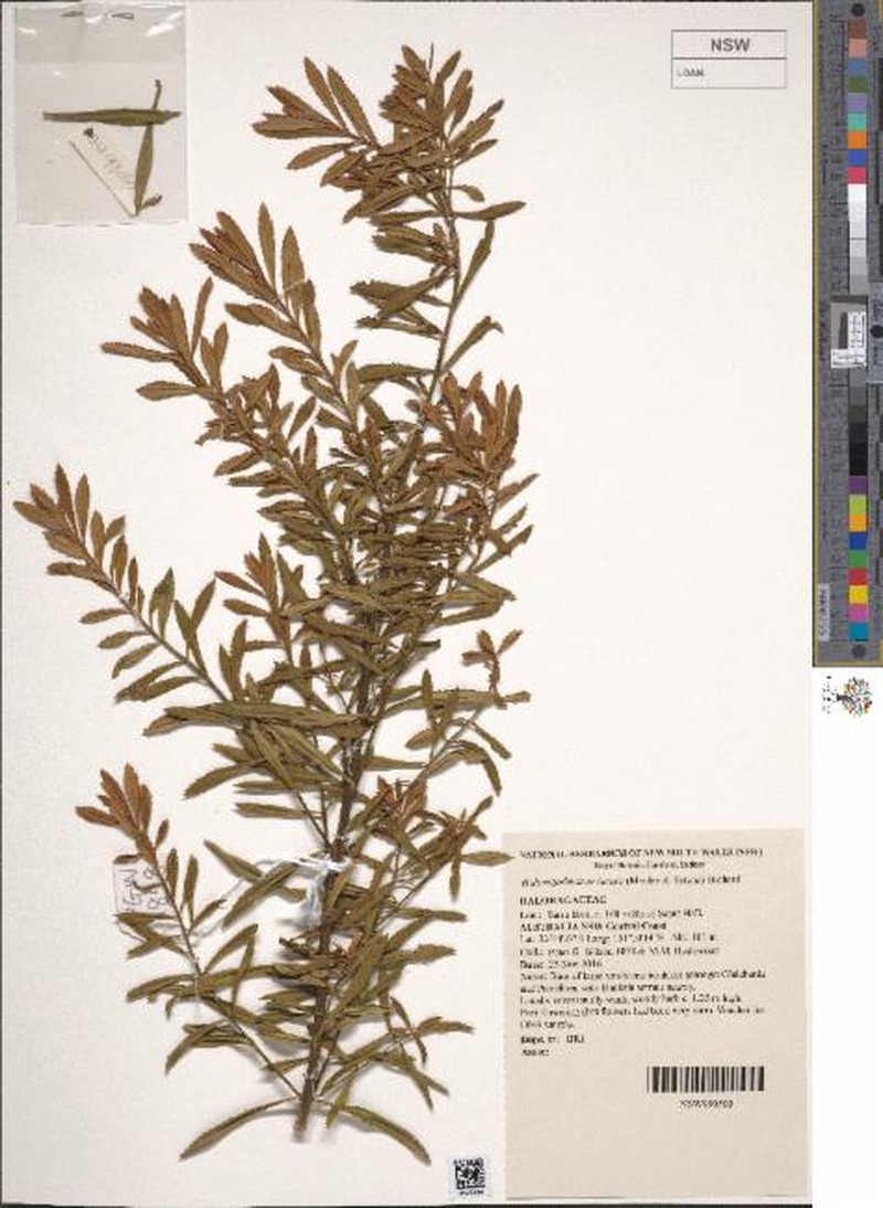 Glischrocaryon lucasii photo 3