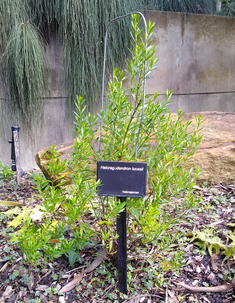 Glischrocaryon lucasii