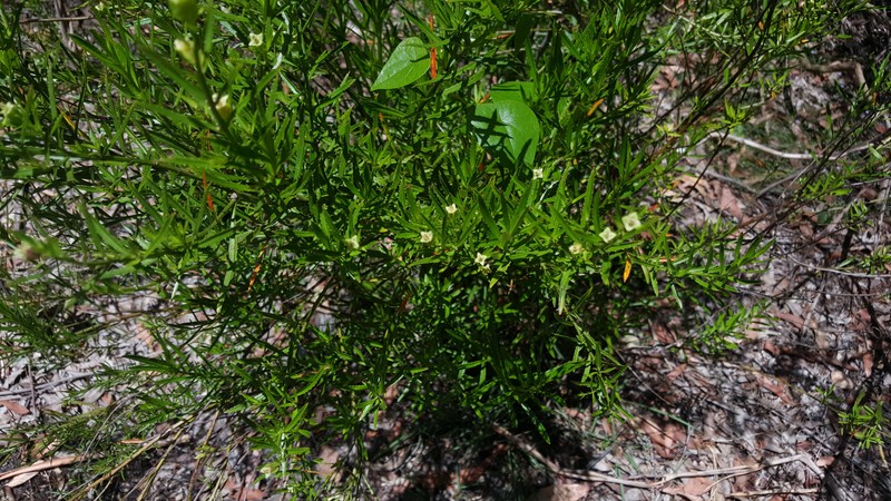 Glischrocaryon lucasii photo 4