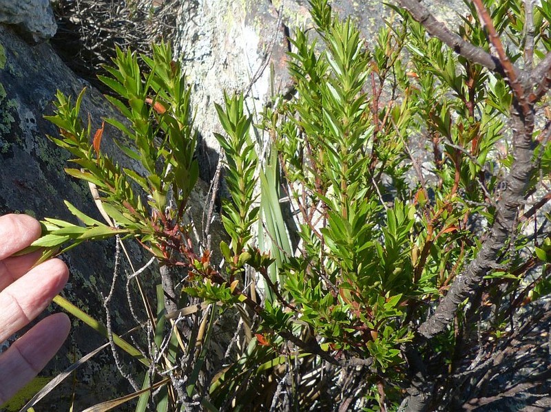 Glischrocaryon monospermum