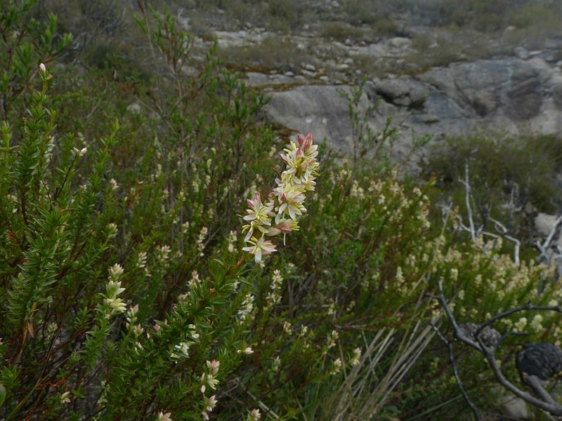 Glischrocaryon monospermum photo 2