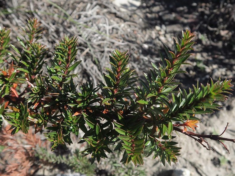 Glischrocaryon monospermum photo 3