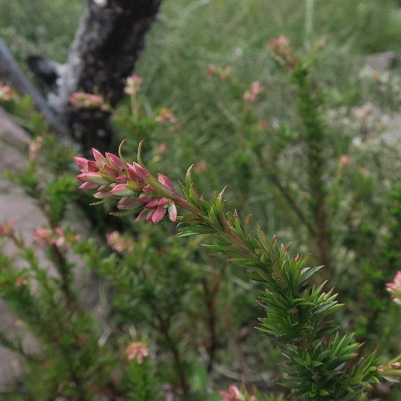 Glischrocaryon monospermum photo 4
