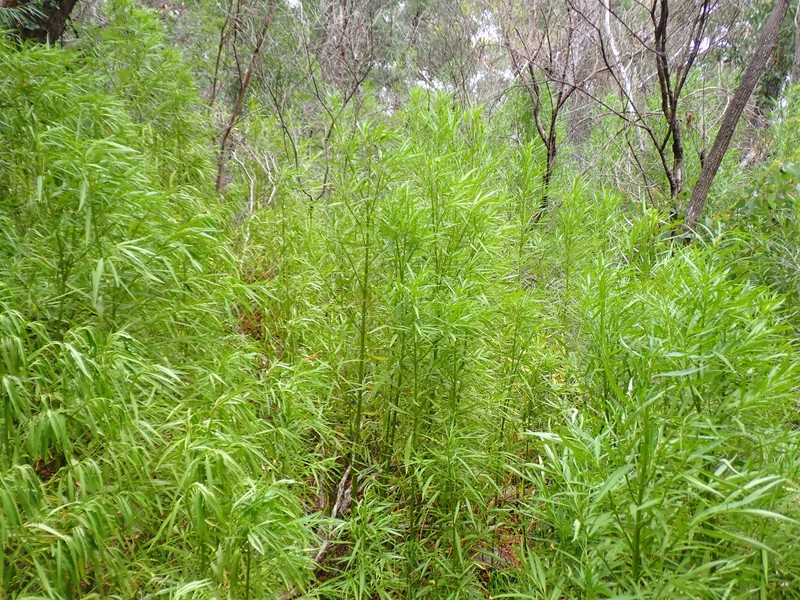 Glischrocaryon racemosum