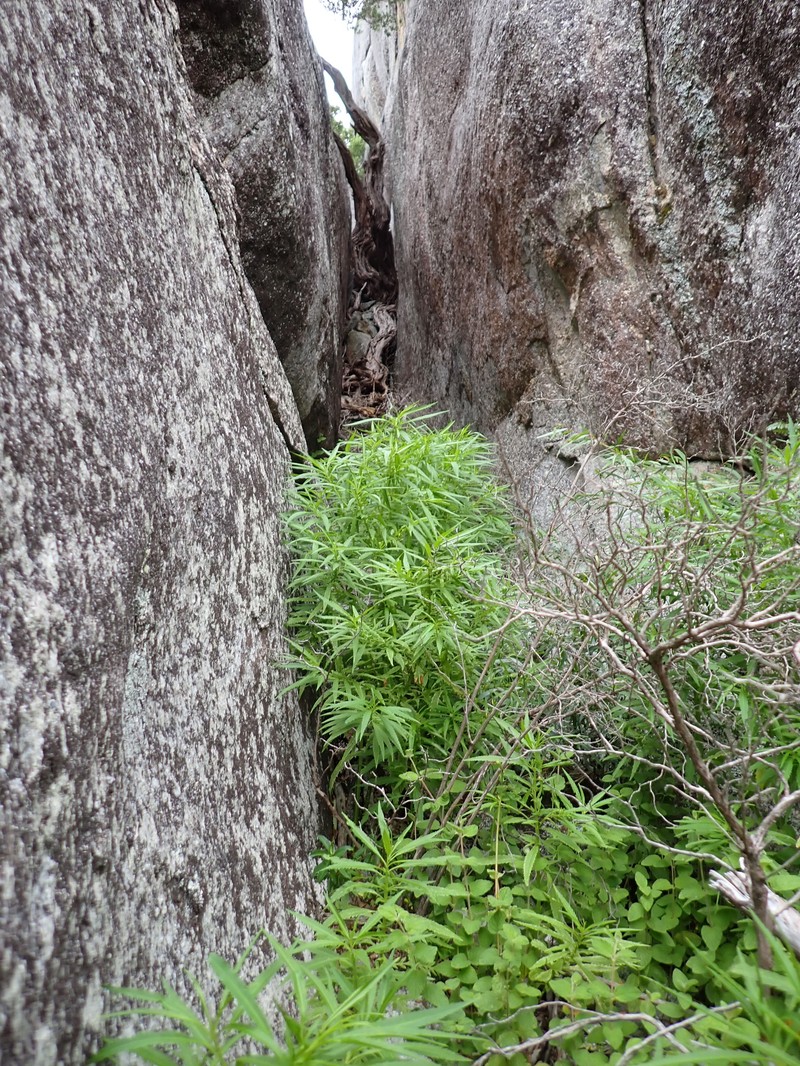 Glischrocaryon racemosum photo 2