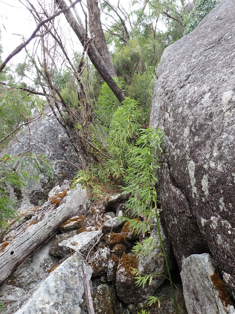 Glischrocaryon racemosum photo 3