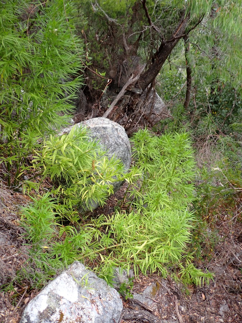 Glischrocaryon racemosum photo 4