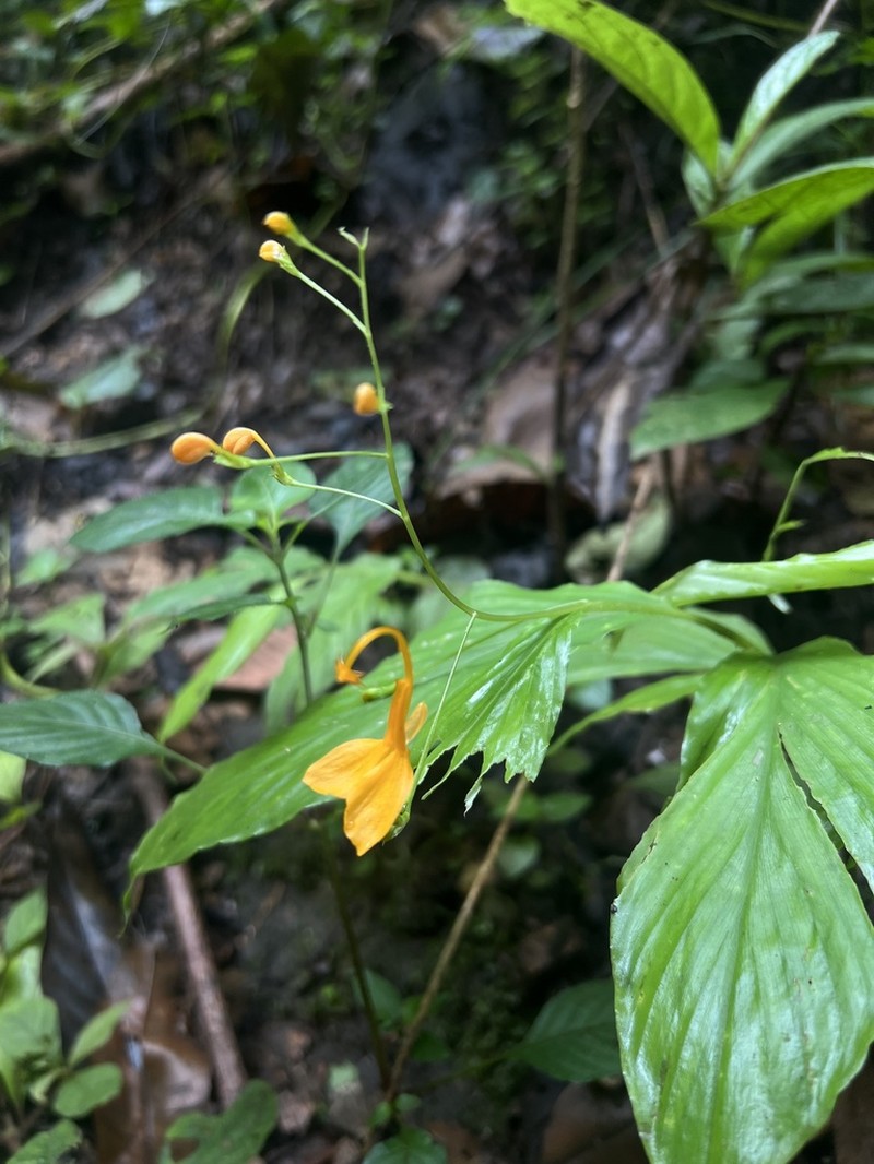 Globba aranyaniae