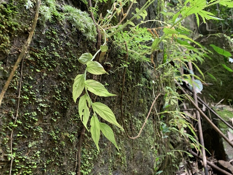 Globba aranyaniae photo 2