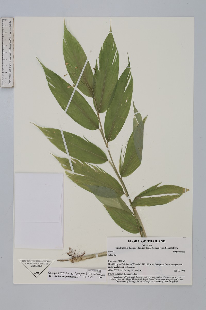 Globba aranyaniae photo 3