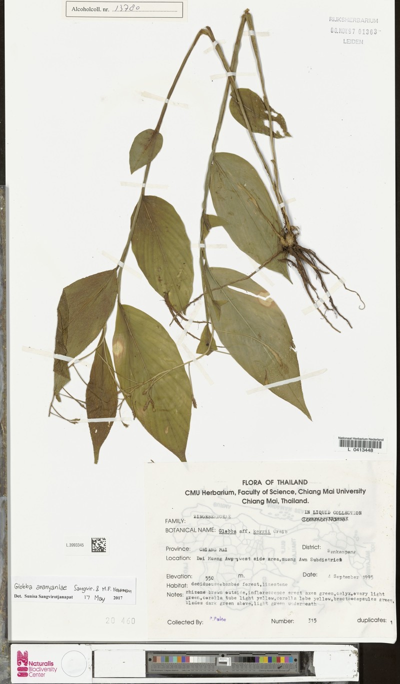 Globba aranyaniae photo 4