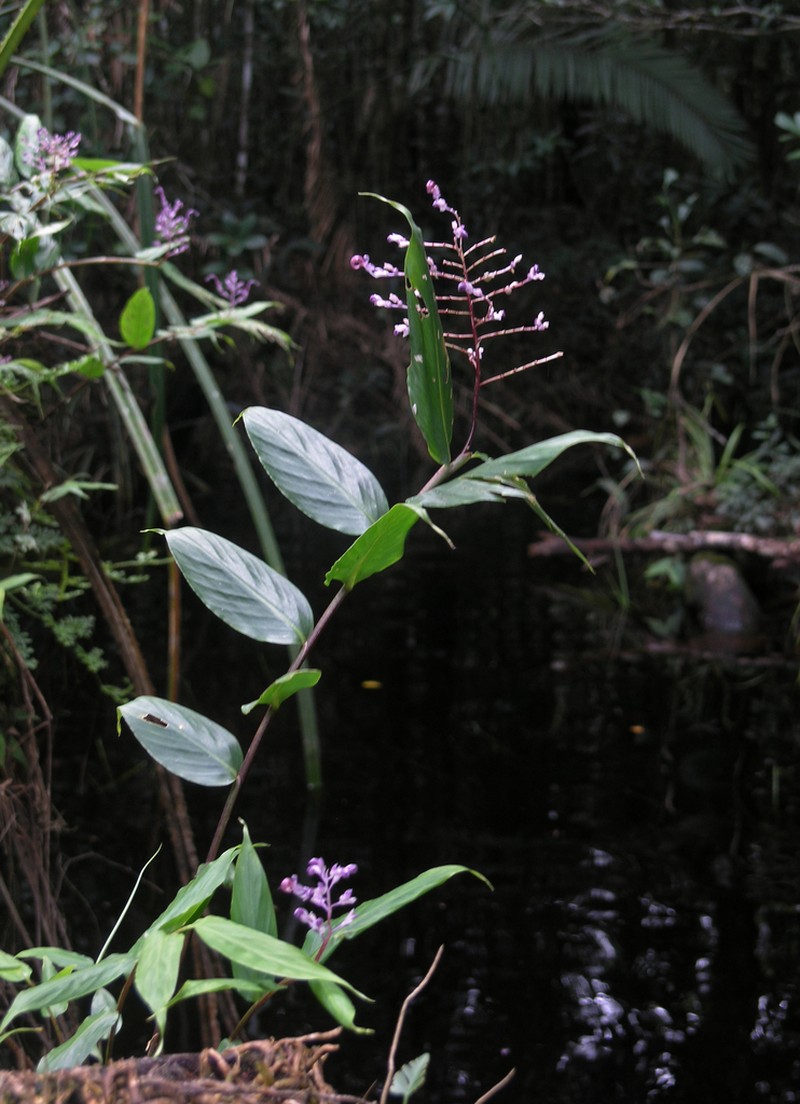 Globba bokorensis