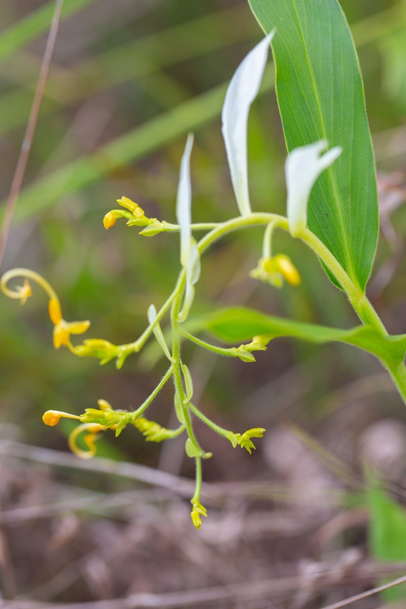 Globba bokorensis photo 2
