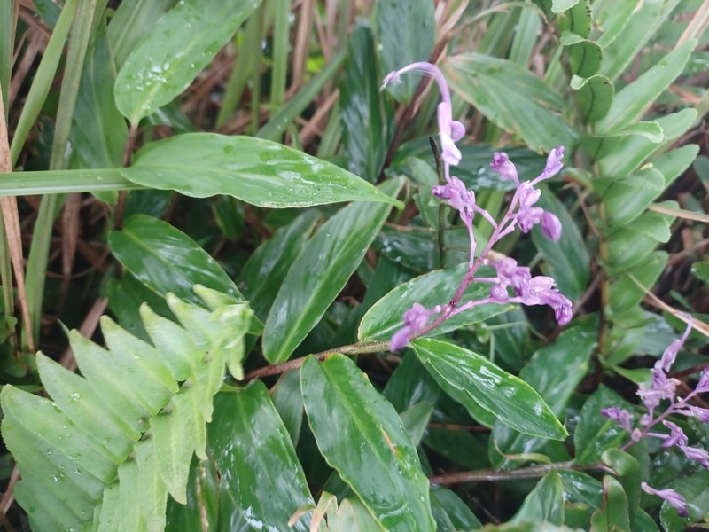 Globba bokorensis photo 3