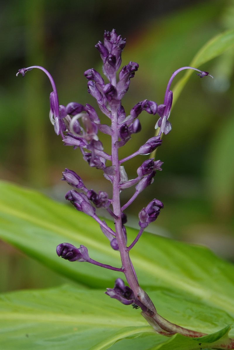 Globba bokorensis photo 4