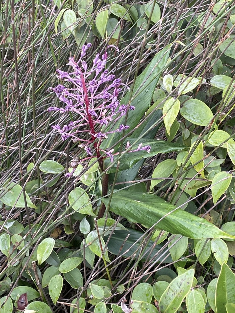 Globba bokorensis photo 5