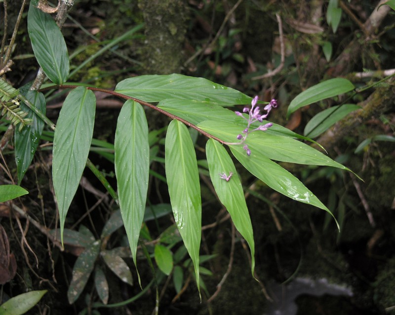 Globba bokorensis photo 6