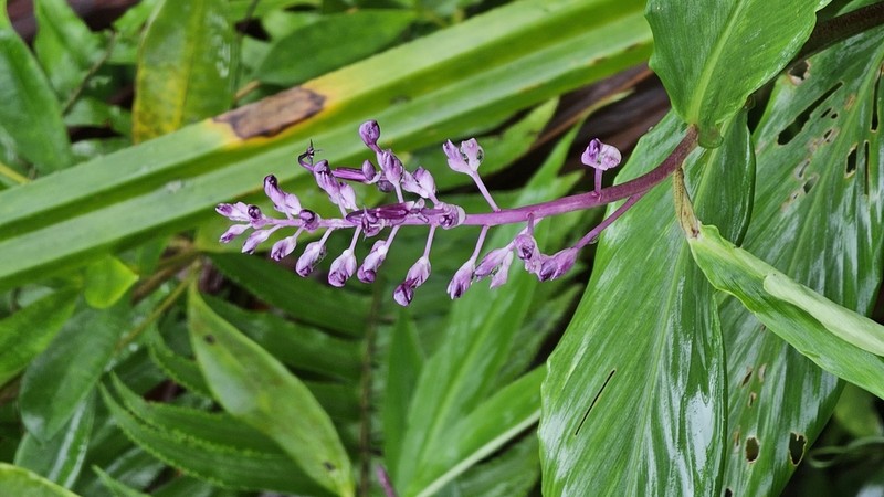 Globba bokorensis photo 8