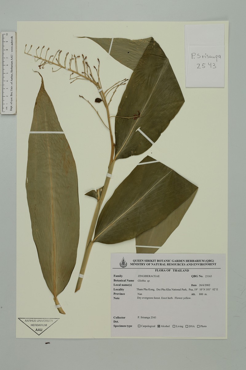 Globba cataractarum